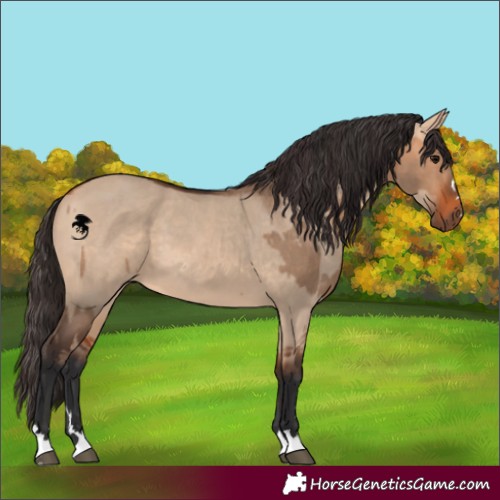 Horse Color:Bay Dun  and Bay Dun 