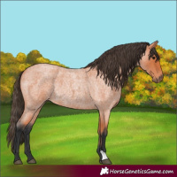 Horse Color:Bay Roan Rabicano 