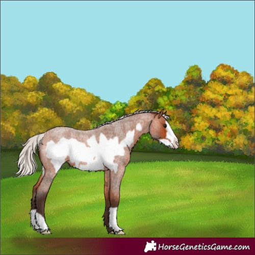 Horse Color:Silver Brown Roan Frame 