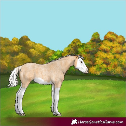 Horse Color:Silver Buckskin Roan Splash