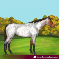 Horse Color:Bay Roan Near Leopard 