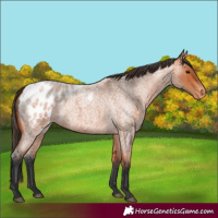 Horse Color:Bay Roan Appaloosa 