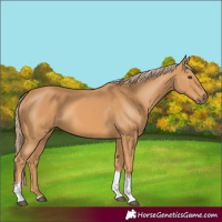 Horse Color:Chestnut Tobiano 
