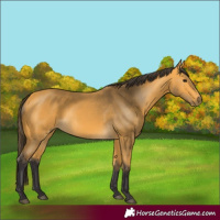 Horse Color:Buckskin 