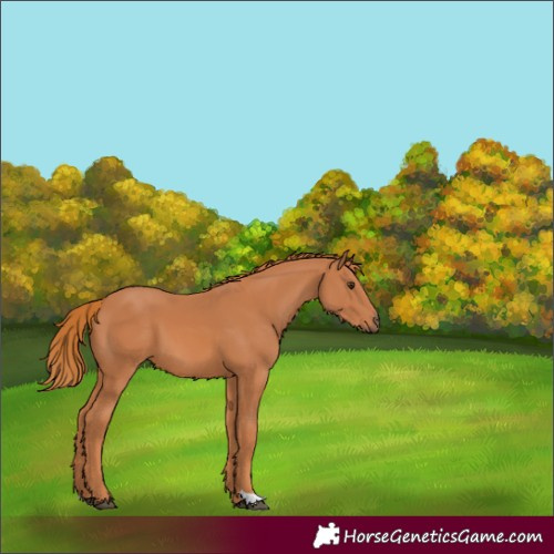 Horse Color:Chestnut 