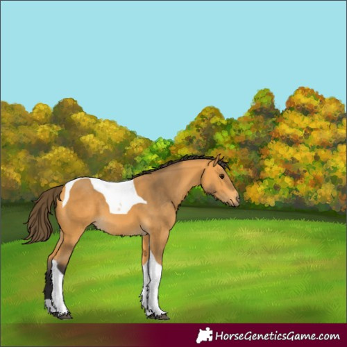 Horse Color:Buckskin Tobiano 