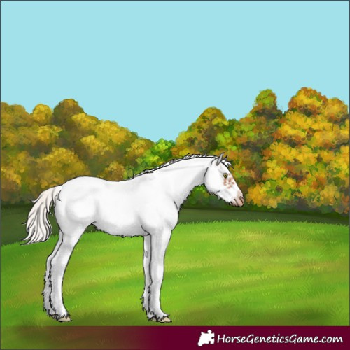 Horse Color:White Spotted Silver Classic Champagne Roan Frame Appaloosa
