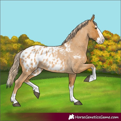 Horse Color:Palomino Roan Splash Appaloosa 
