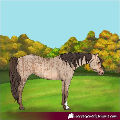 Horse Color:Bay Dun  and Amber Champagne Dun 