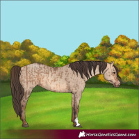 Horse Color:Bay Dun and Amber Champagne Dun