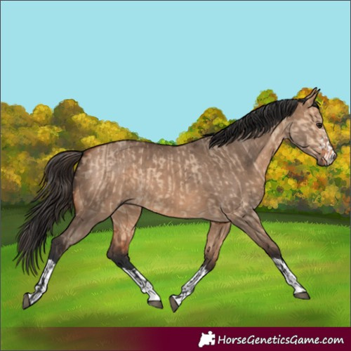 Horse Color:Bay Dun  and Bay Dun 