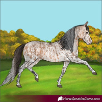 Horse Color:Bay Dun and White Spotted Bay Dun