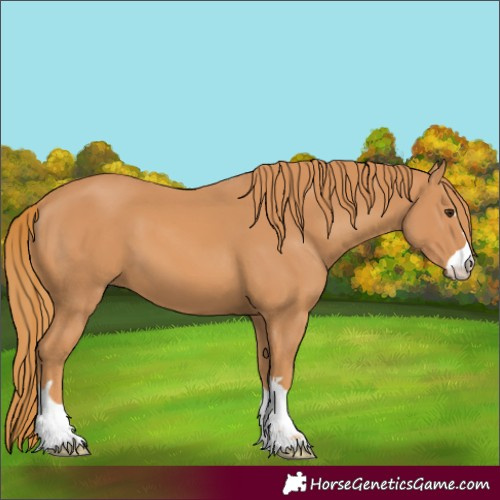 Horse Color:Chestnut 