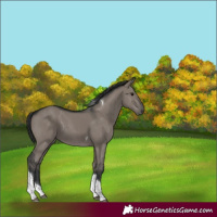 Horse Color:Grullo Tobiano 