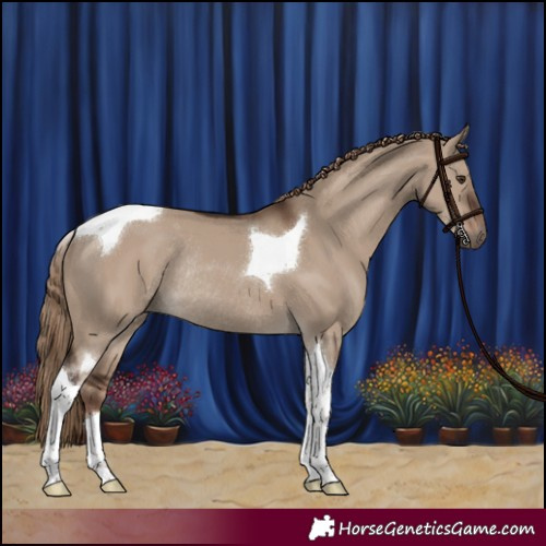 Horse Color:Liver Red Dun Tobiano Rabicano 