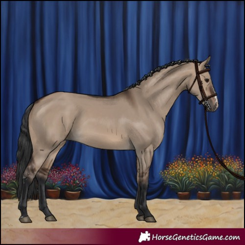 Horse Color:Brown Dun Sabino Rabicano 