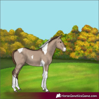 Horse Color:Liver Red Dun Sabino Tobiano Rabicano 