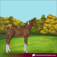 Horse Color:White Spotted Chocolate Palomino Tobiano 