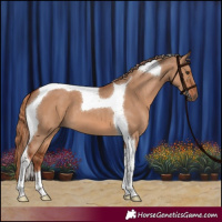 Horse Color:Red Dun Tobiano