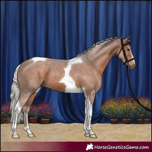 Horse Color:Silver Brown Tobiano Rabicano 