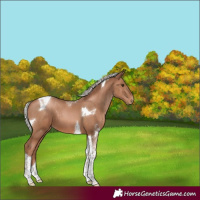 Horse Color:Silver Black Pearl Tobiano 