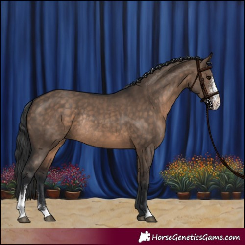 Horse Color:Brown Dun Sabino Rabicano 