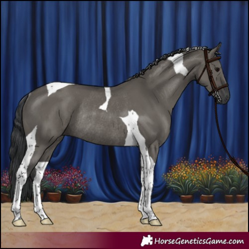 Horse Color:Grullo Tobiano Rabicano 
