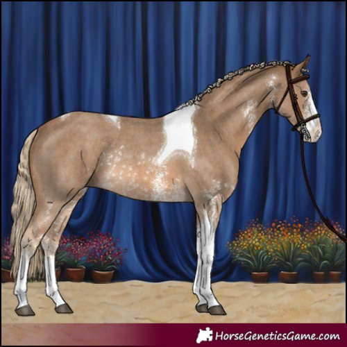 Horse Color:Chocolate Palomino Sabino Tobiano Rabicano 