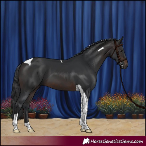 Horse Color:Brown Tobiano 
