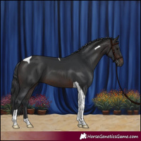 Horse Color:Brown Tobiano