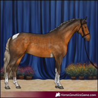 Horse Color:Chocolate Palomino Tobiano Rabicano 