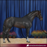 Horse Color:Brown Tobiano 