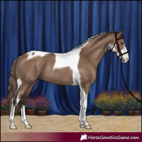 Horse Color:Liver Red Dun Sabino Tobiano Rabicano