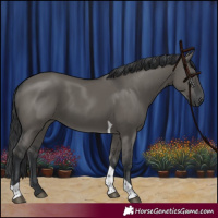 Horse Color:Grullo Tobiano Rabicano 