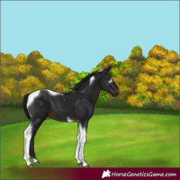 Horse Color:Gray Brown Tobiano 