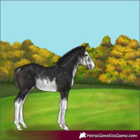 Horse Color:Gray White Spotted Brown Rabicano 