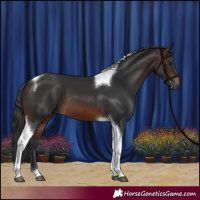 Horse Color:Brown Tobiano 