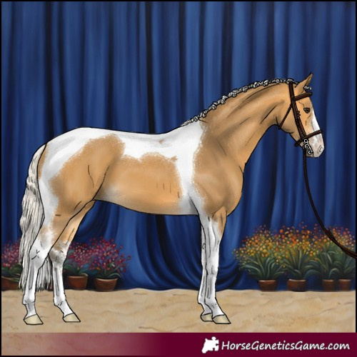 Horse Color:White Spotted Silver Buckskin Tobiano 