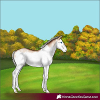Horse Color:White Spotted Silver Sable Champagne Dun Splash Frame Rabicano 