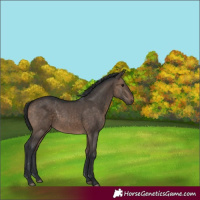 Horse Color:White Spotted Brown Dun Rabicano