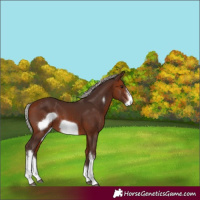 Horse Color:White Spotted Silver Bay Frame 
