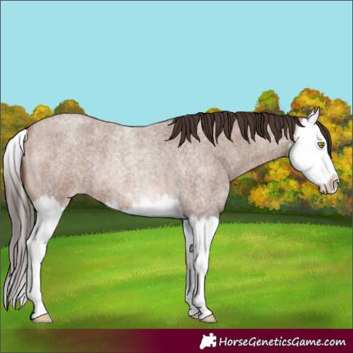 Horse Color:Sable Champagne Roan Splash 