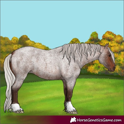 Horse Color:Silver Brown Roan 