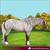 Horse Color:Silver Brown Roan