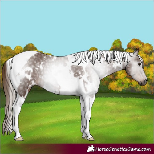 Horse Color:Gray White Spotted Chestnut Tobiano 
