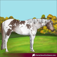 Horse Color:Gray White Spotted Chestnut Tobiano 