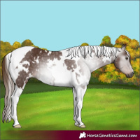 Horse Color:Gray White Spotted Chestnut Tobiano