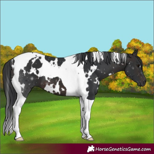 Horse Color:White Spotted Brown Tobiano 
