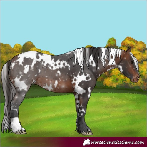 Horse Color:White Spotted Bay Varnish