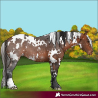 Horse Color:White Spotted Bay Appaloosa 